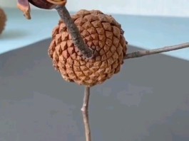 鸵鸟真皮手工制作步骤(鸵鸟皮制作全过程)